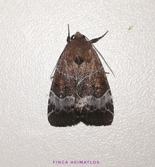 Hampsonodes mastoides