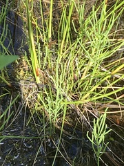 Eriophorum brachyantherum