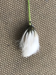 Eriophorum brachyantherum