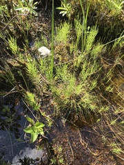 Eriophorum brachyantherum