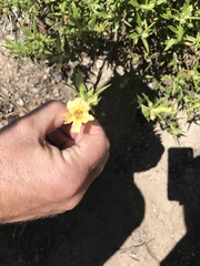 Diplacus constrictus