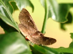 Azeta