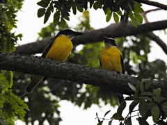 Megarynchus pitangua