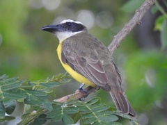 Megarynchus pitangua