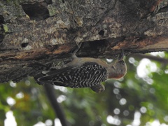 Melanerpes rubricapillus