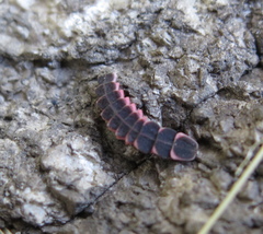 Microphotus angustus