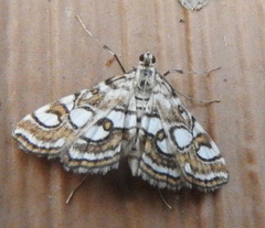 Elophila ekthlipsis