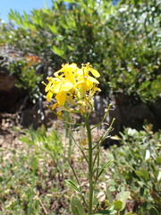 Erysimum perenne