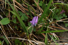 Corydalis pauciflora