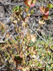 Euphorbia crenulata