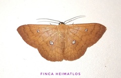 Semaeopus illimitata