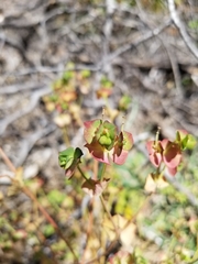 Euphorbia crenulata