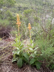 Sinningia allagophylla