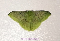 Tachyphyle undilineata