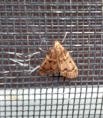 Aglossa disciferalis