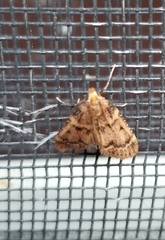 Aglossa disciferalis