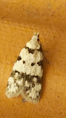 Pseudotelphusa scalella