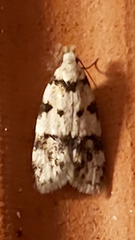 Pseudotelphusa scalella