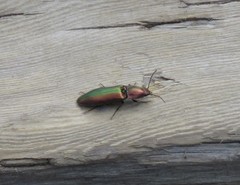 Nitidolimonius resplendens