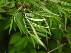 Salix pellita