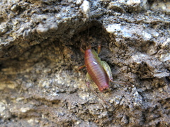 Gammarotettix aesculus