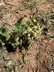 Asclepias jaliscana