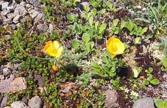Papaver microcarpum
