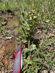 Asclepias jaliscana