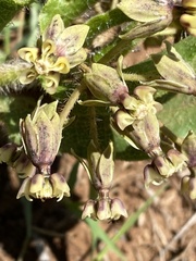Asclepias jaliscana