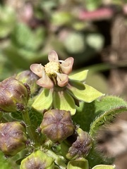 Asclepias jaliscana