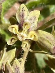 Asclepias jaliscana