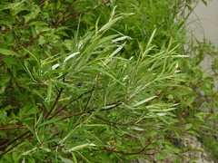 Salix pellita
