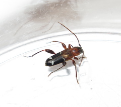 Phymatodes nitidus