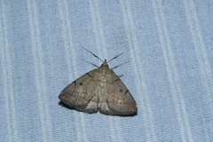 Zanclognatha protumnusalis