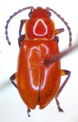 Aulacoscelis melanocera