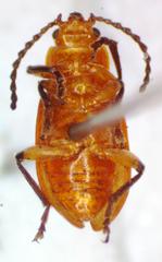 Aulacoscelis melanocera