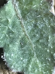 Rorippa barbareifolia