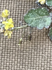 Rorippa barbareifolia