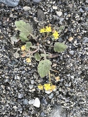 Rorippa barbareifolia