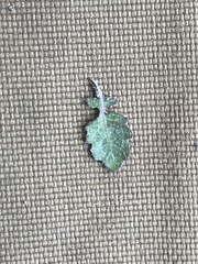 Rorippa barbareifolia