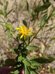 Grindelia squarrosa serrulata