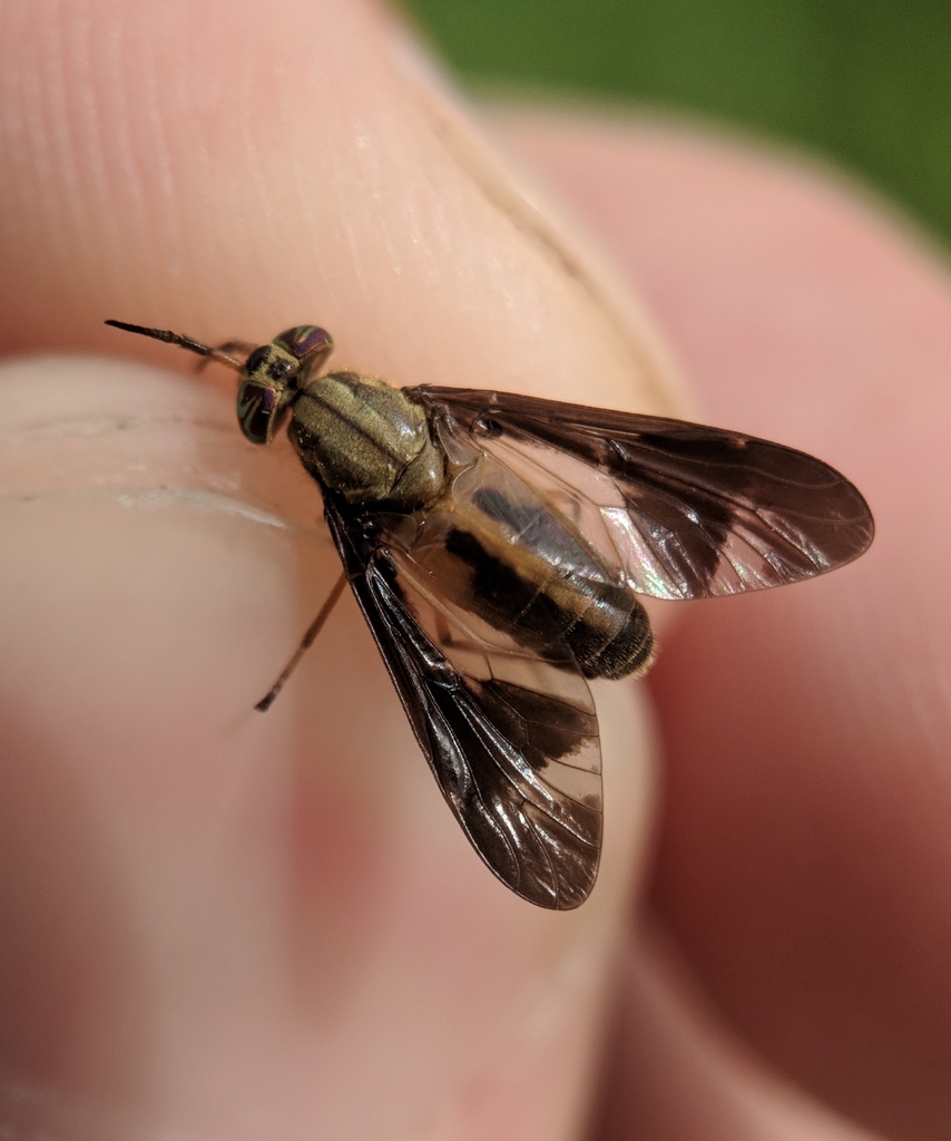 Macquart's Deer Fly