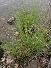 Carex lenticularis