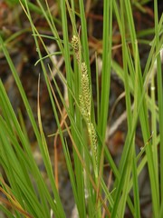 Carex lenticularis