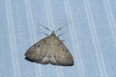 Zanclognatha protumnusalis