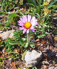 Erigeron thunbergii