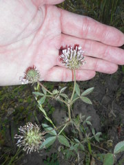 Trifolium obtusiflorum