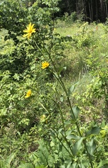 Silphium asteriscus latifolium