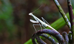 Sinomantis denticulata