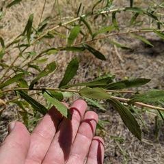 Grindelia squarrosa serrulata